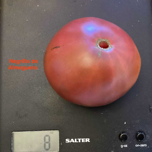 Negrillo de Almoguera