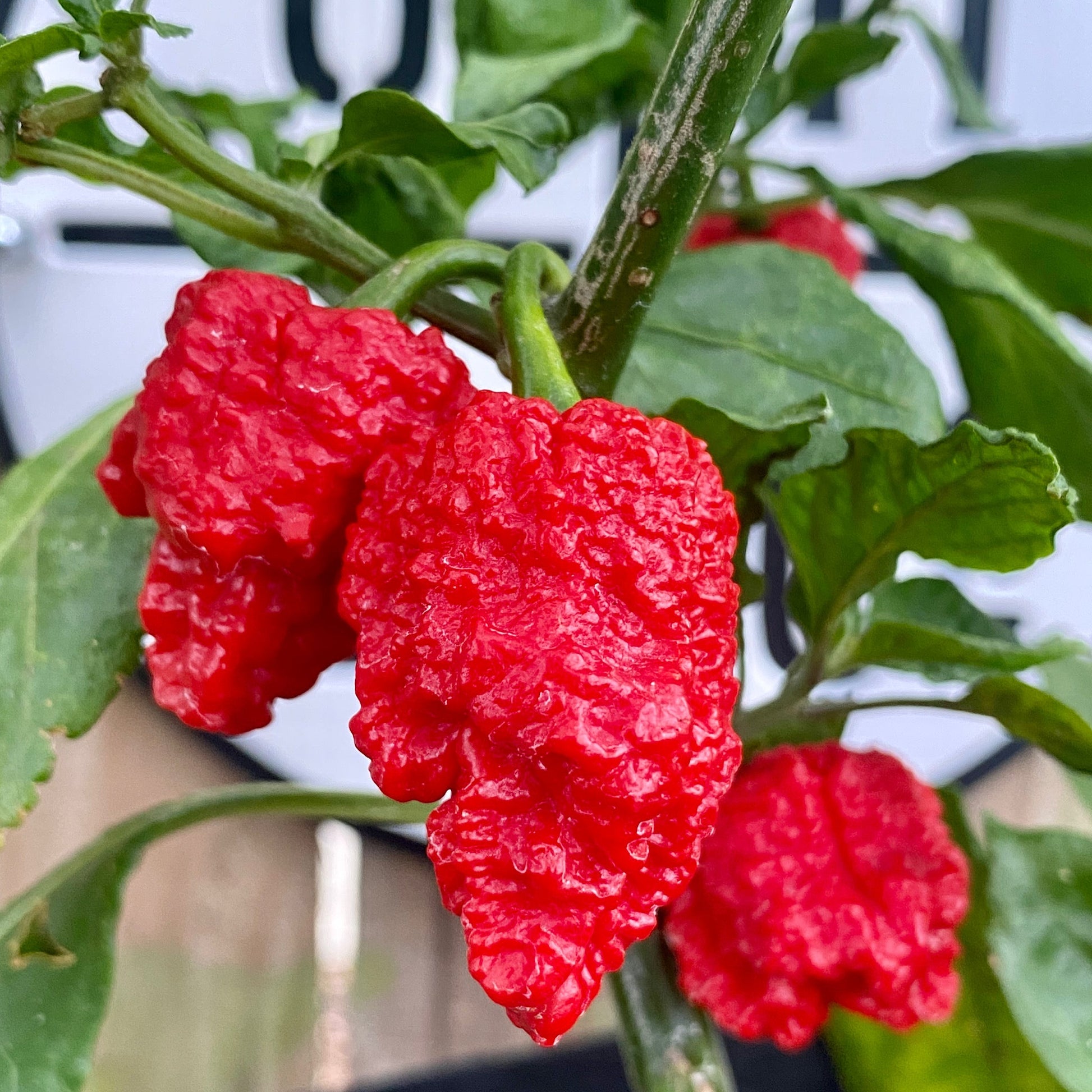 dragon's breath flower seeds DRAGONS BREATH PEPPER SEEDS