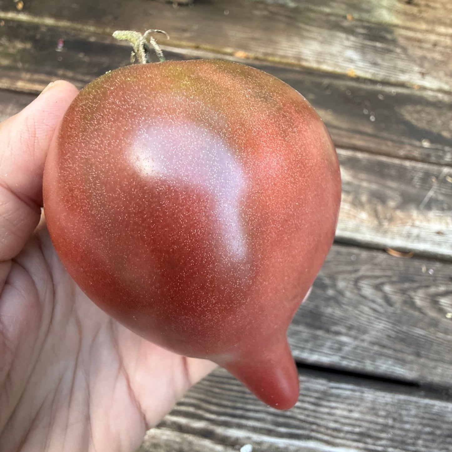SPARKLING PURPLE LIGHT (F7) TOMATO SEEDS