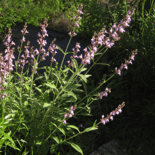 SAGE HERB SEEDS BROAD LEAVED