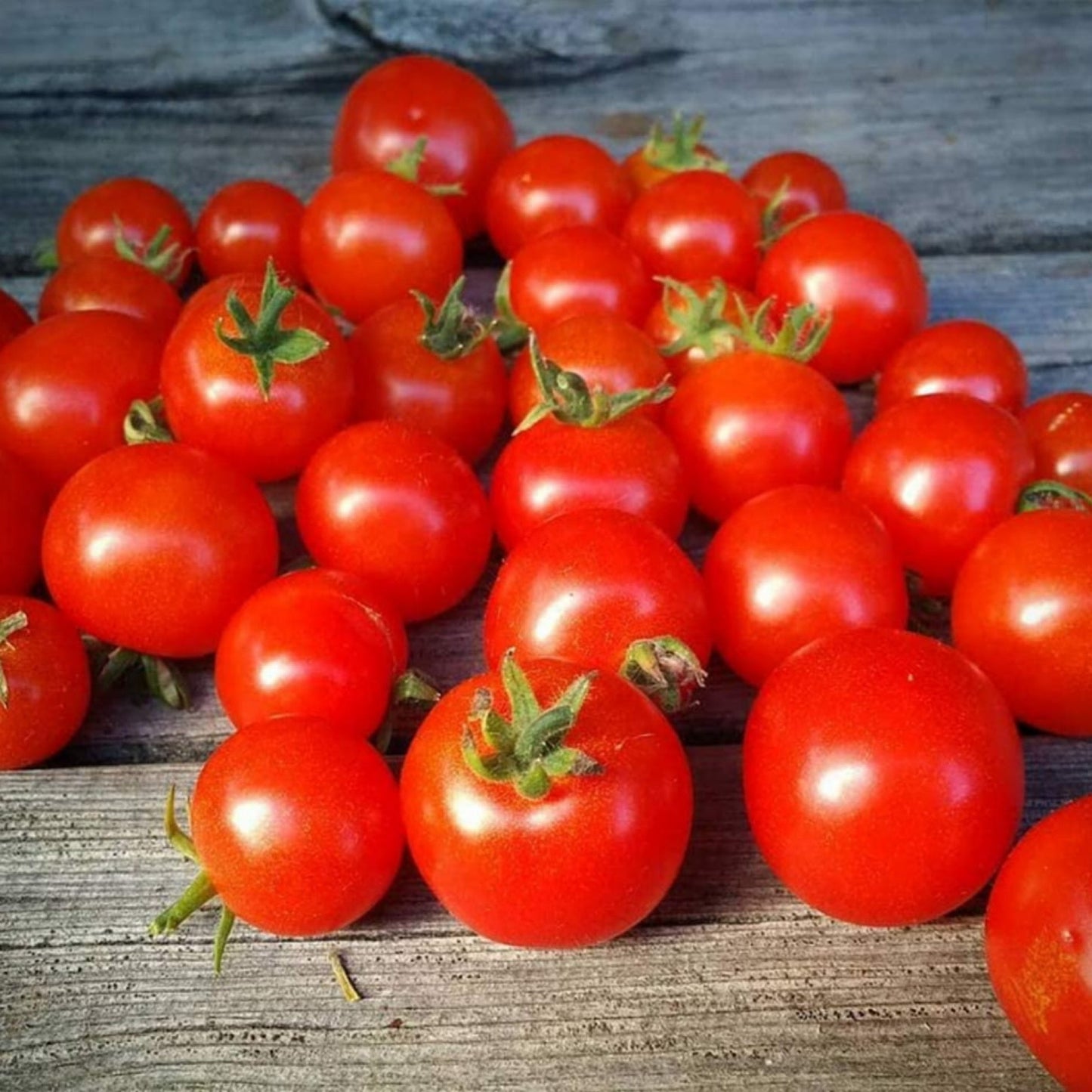 FLORIDA PETITE MICRO DWARF TOMATO SEEDS