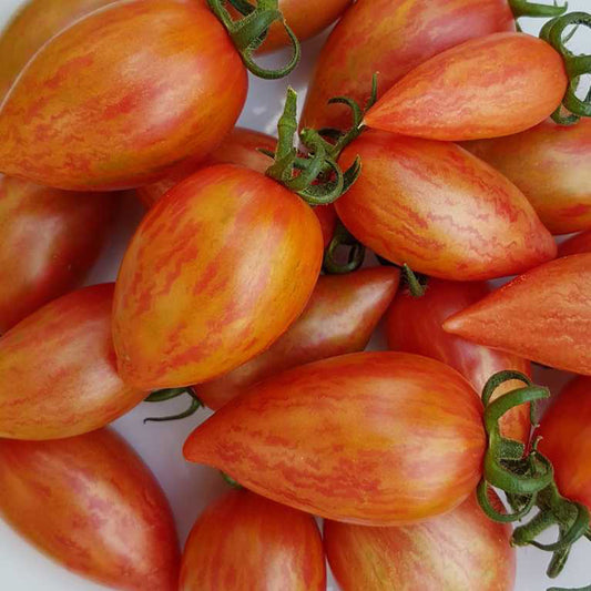 CANDY SWEET ICICLE TOMATO SEEDS