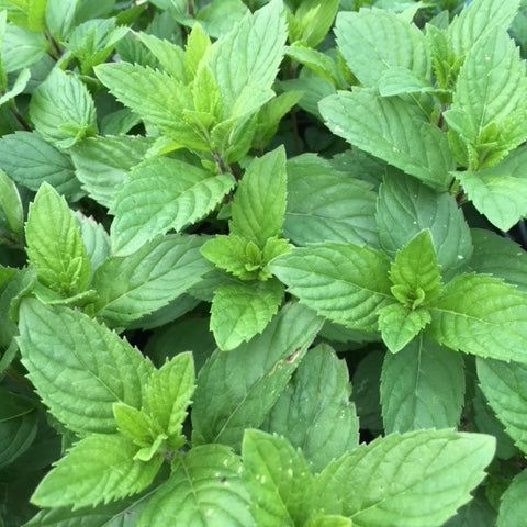 LEMON MINT HERB SEEDS