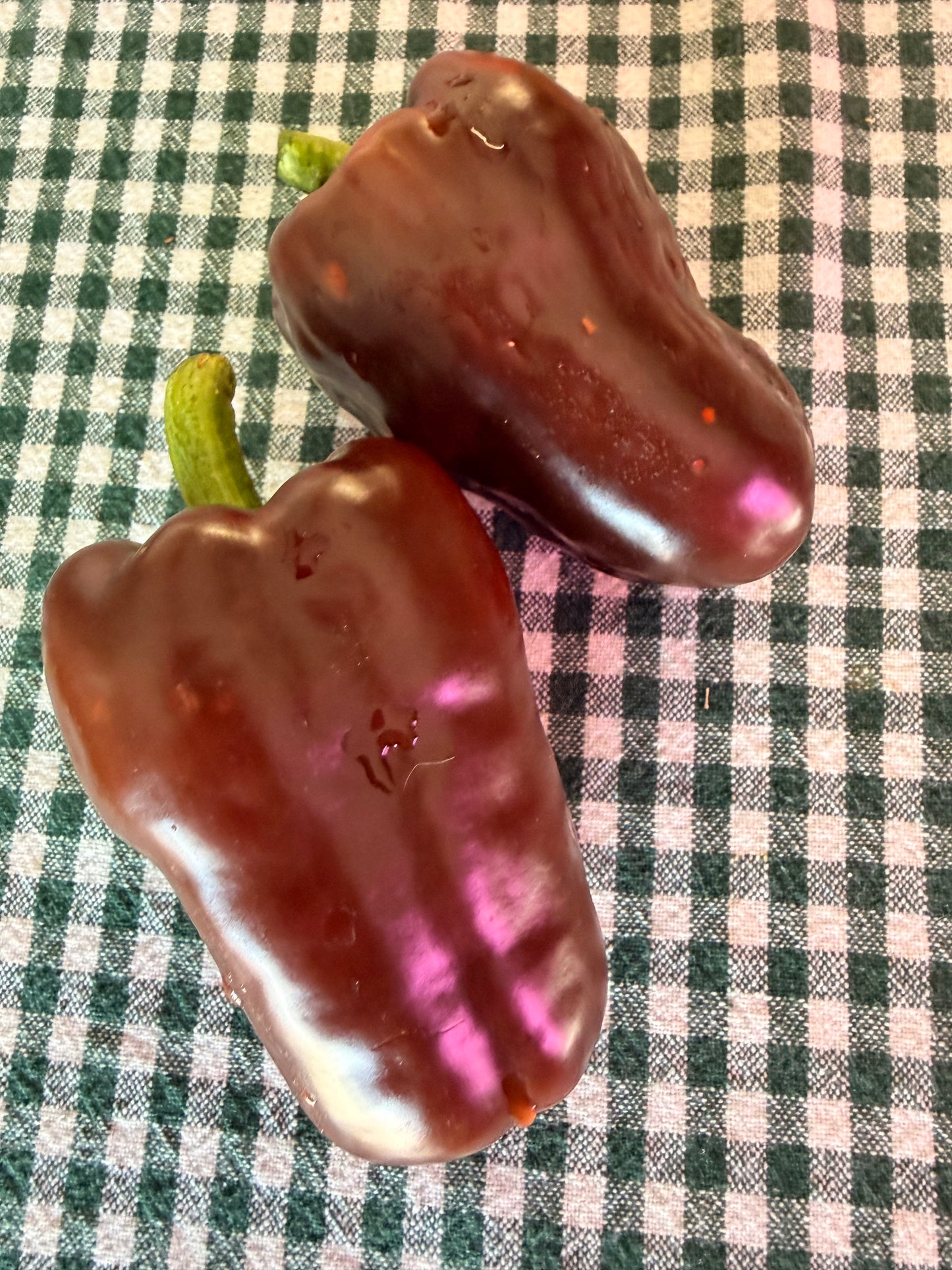 GEORGESCU CHOCOLATE PEPPER SEEDD