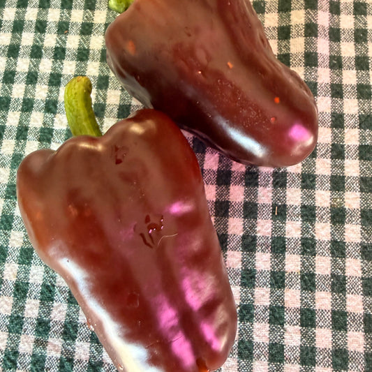GEORGESCU CHOCOLATE PEPPER SEEDD