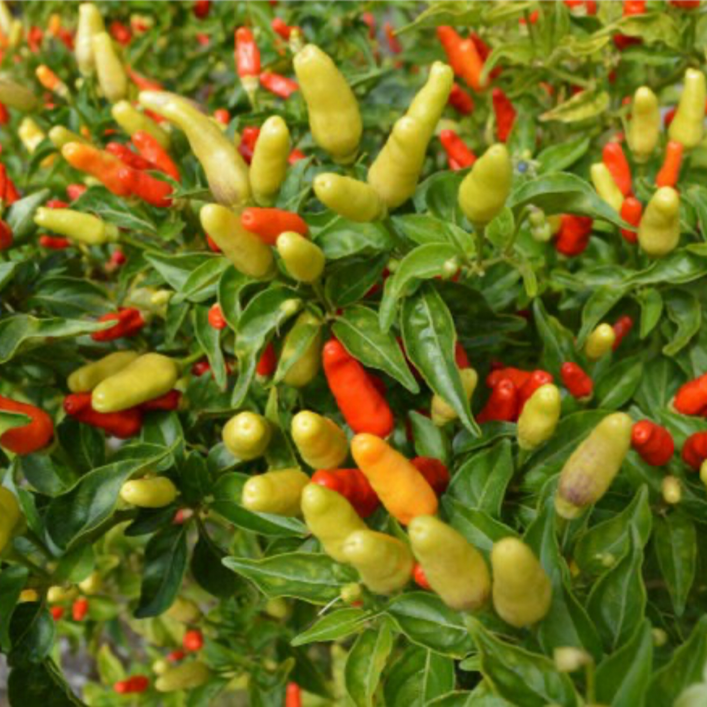 HAWAIIAN KONA PEPPER SEEDS