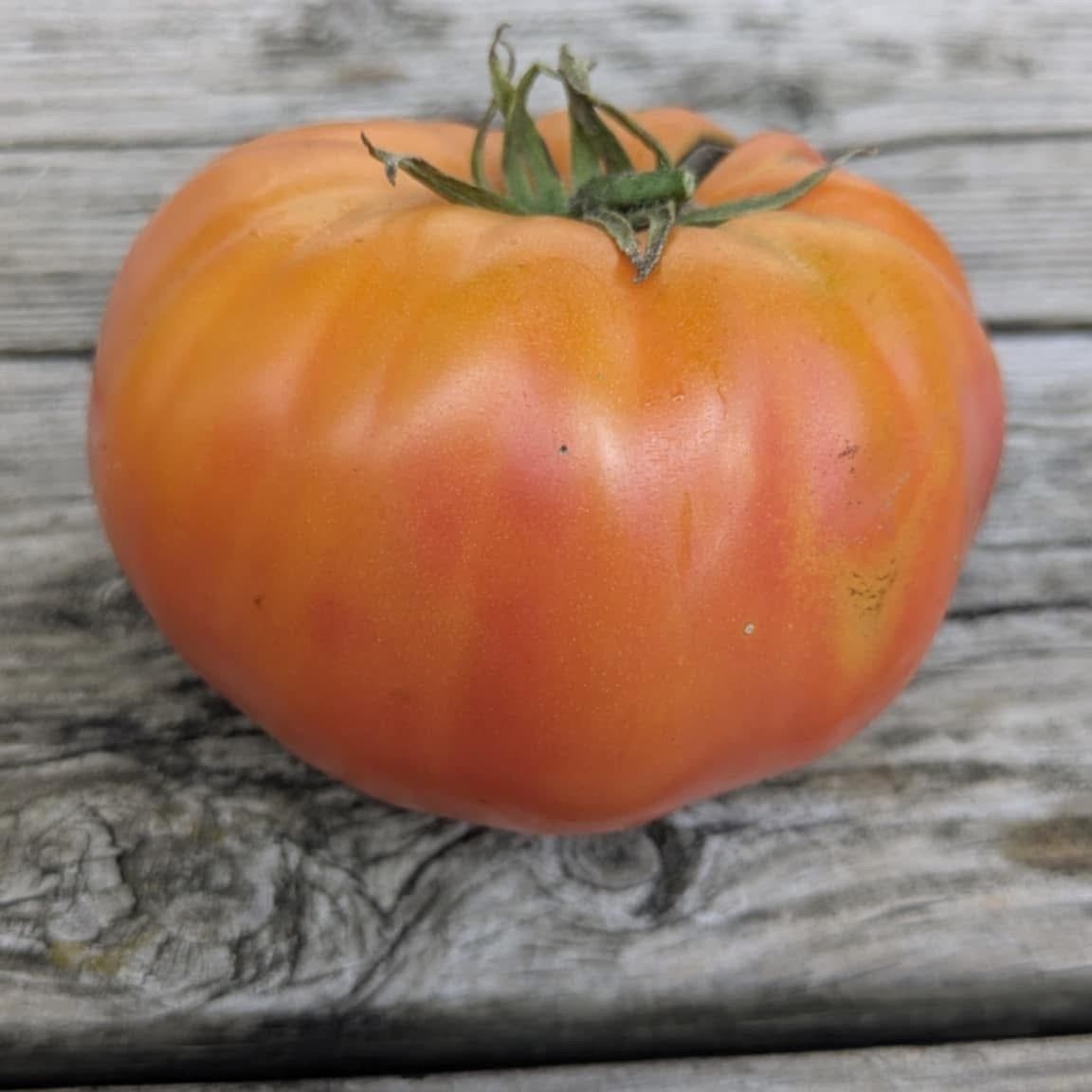 Marie Tomato Seeds