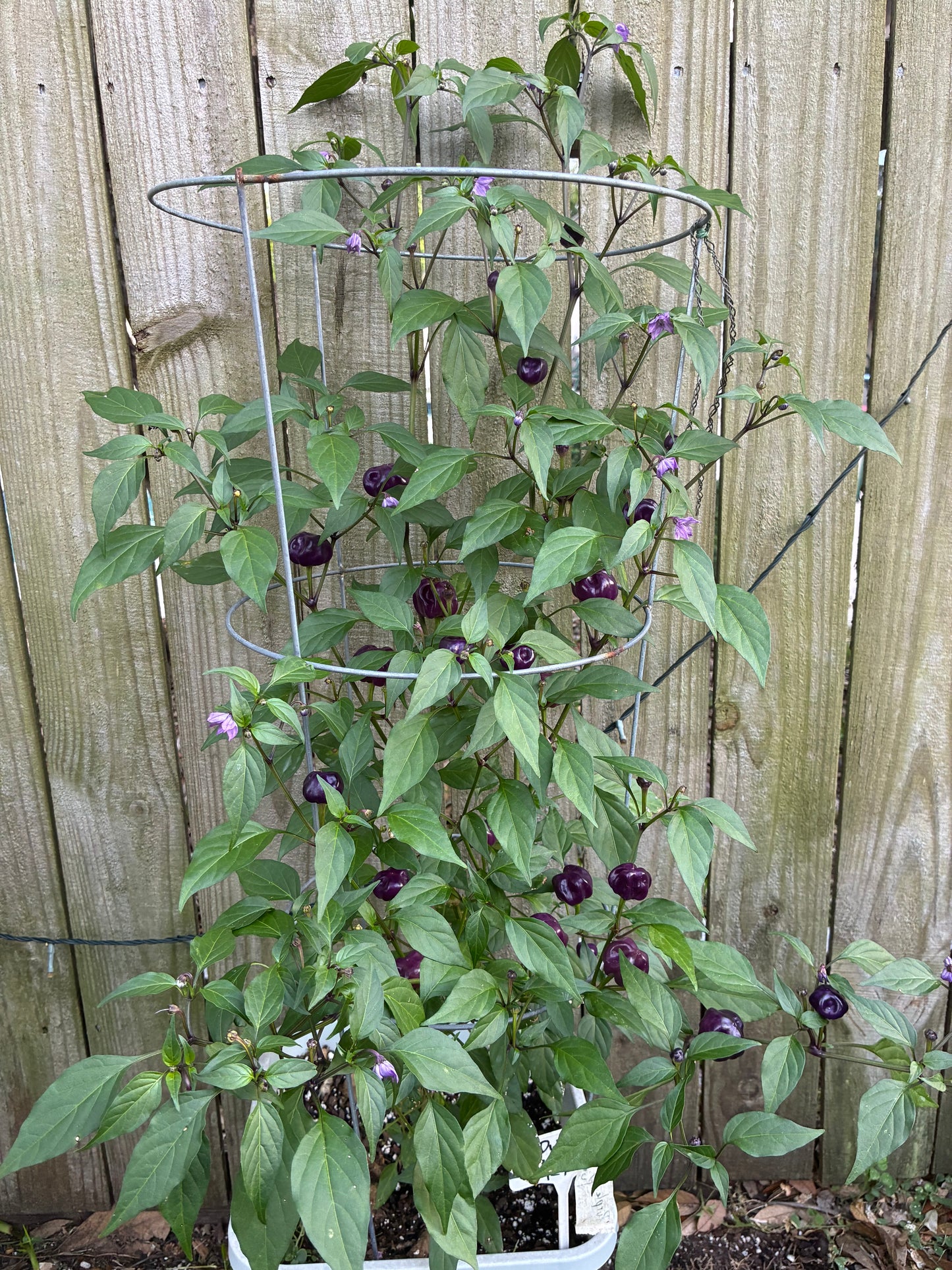 PURPLE PUMPKIN PEPPER SEEDS
