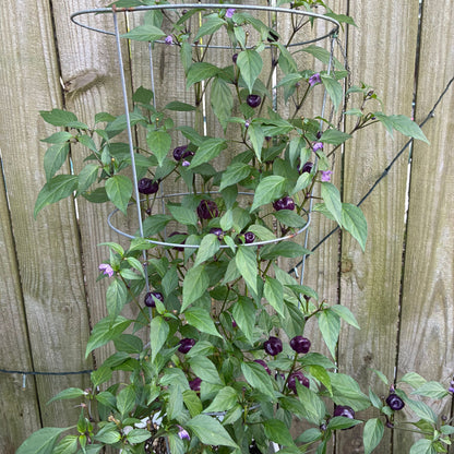 PURPLE PUMPKIN PEPPER SEEDS