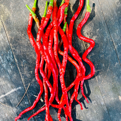 THUNDER MOUNTAIN LONGHORN PEPPER SEEDS