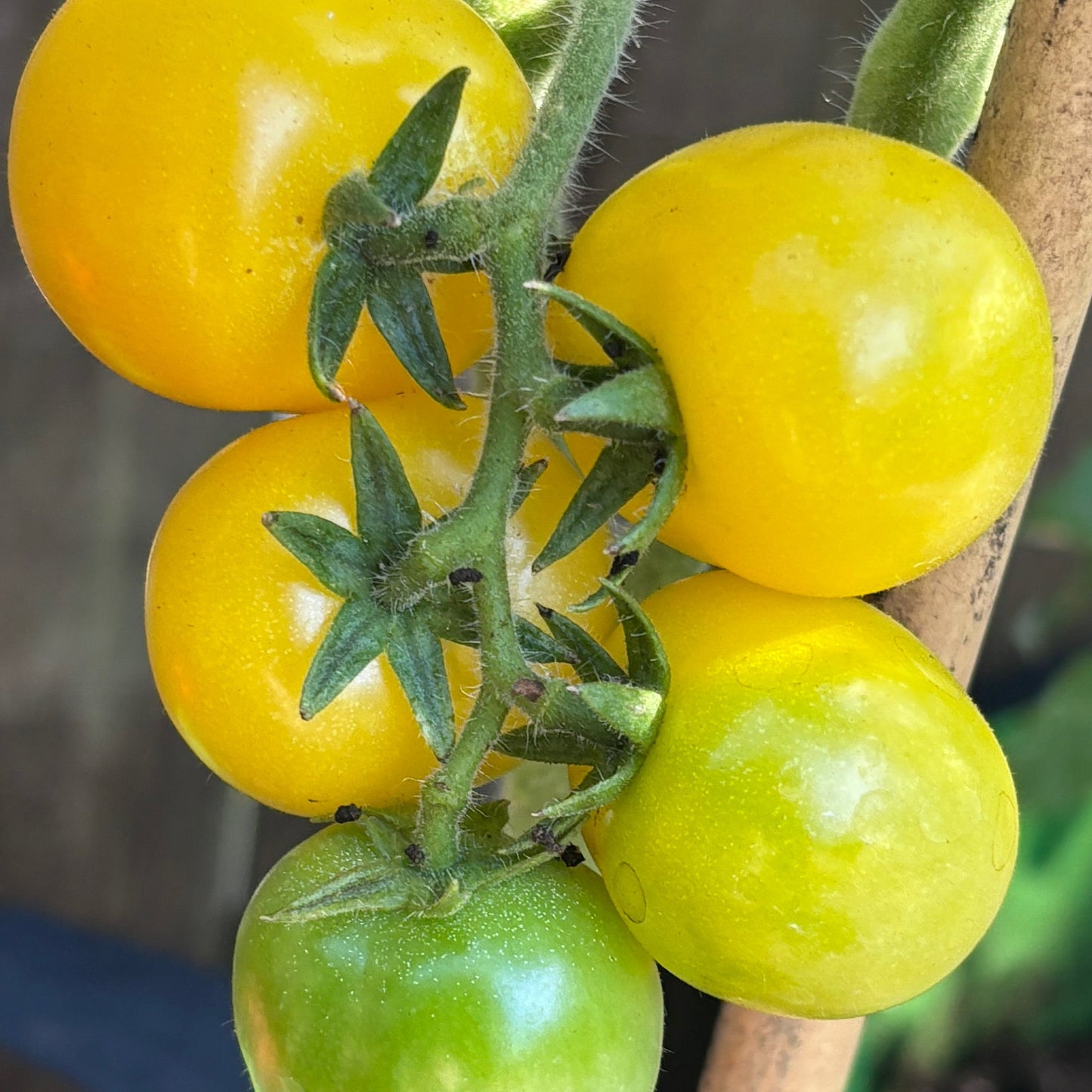 BENDIGO MOON DWARF TOMATO SEEDS