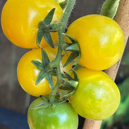 BENDIGO MOON DWARF TOMATO SEEDS