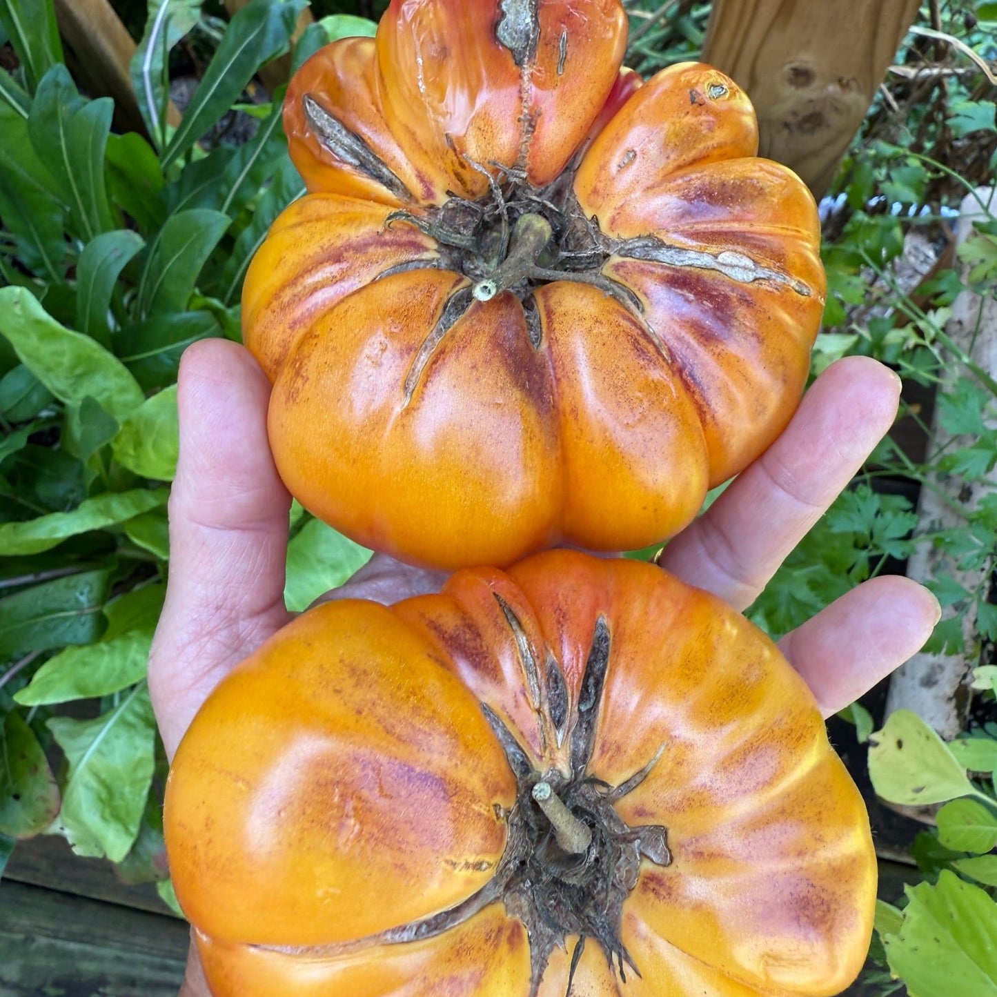 ROSE GOLD TOMATO SEEDS