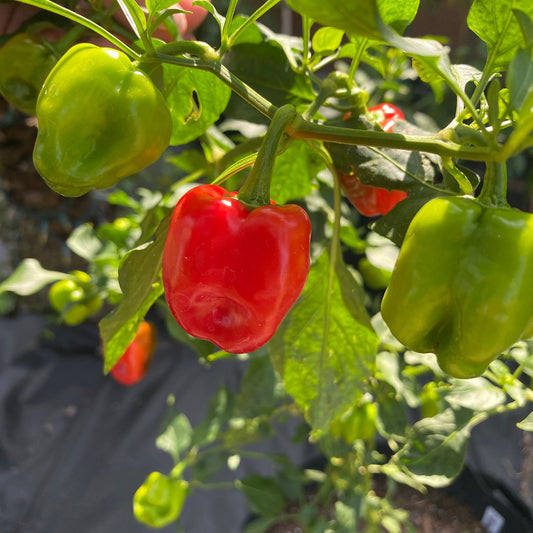 ALEPPO PEPPER SEEDS