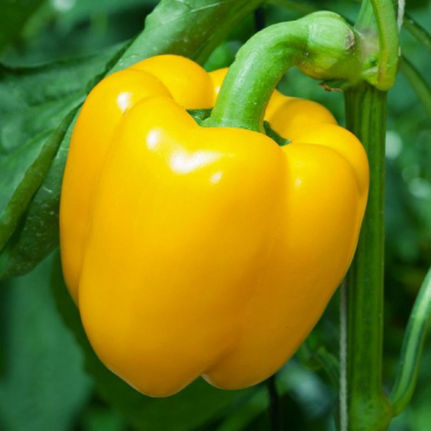 SUNBRIGHT BELL PEPPER SEEDS