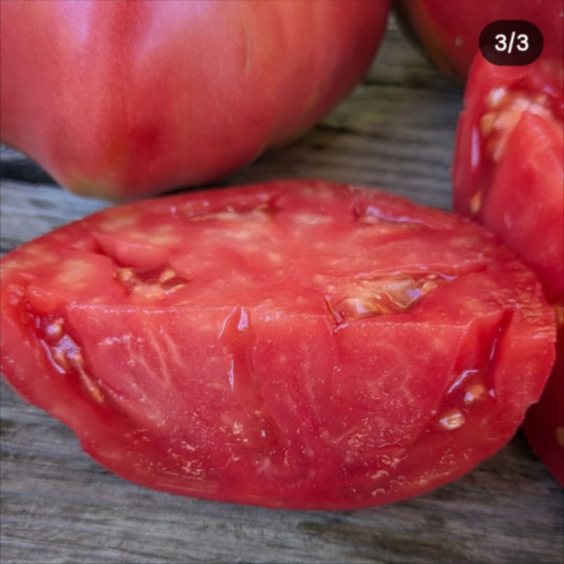 rosada seeds Rosa de Cadiz Tomato Seeds