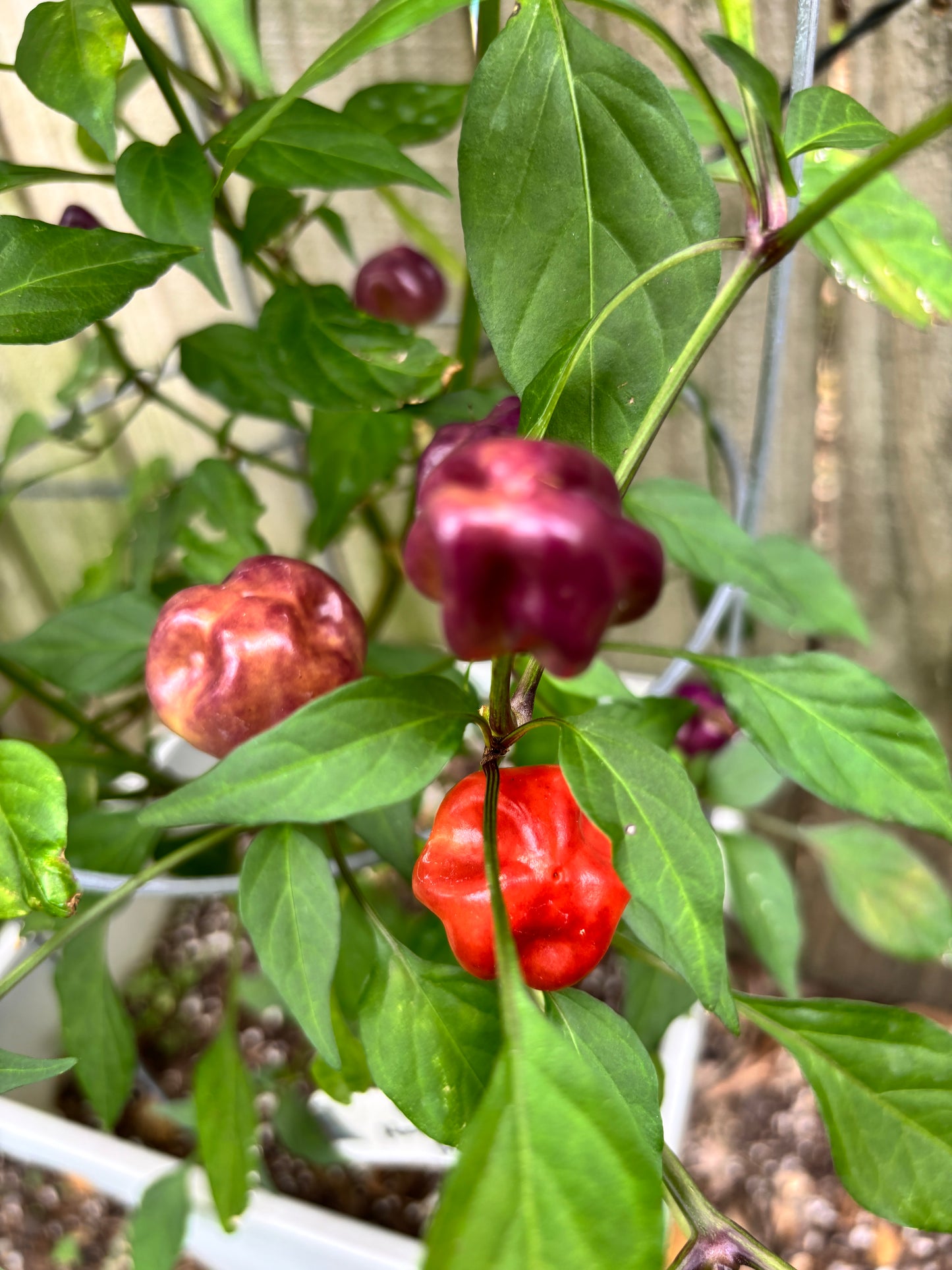 PURPLE PUMPKIN PEPPER SEEDS