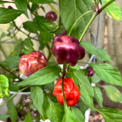 PURPLE PUMPKIN PEPPER SEEDS