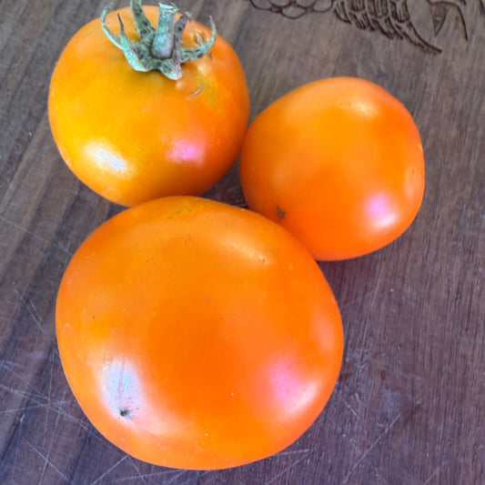SKYKOMISH TOMATO SEEDS