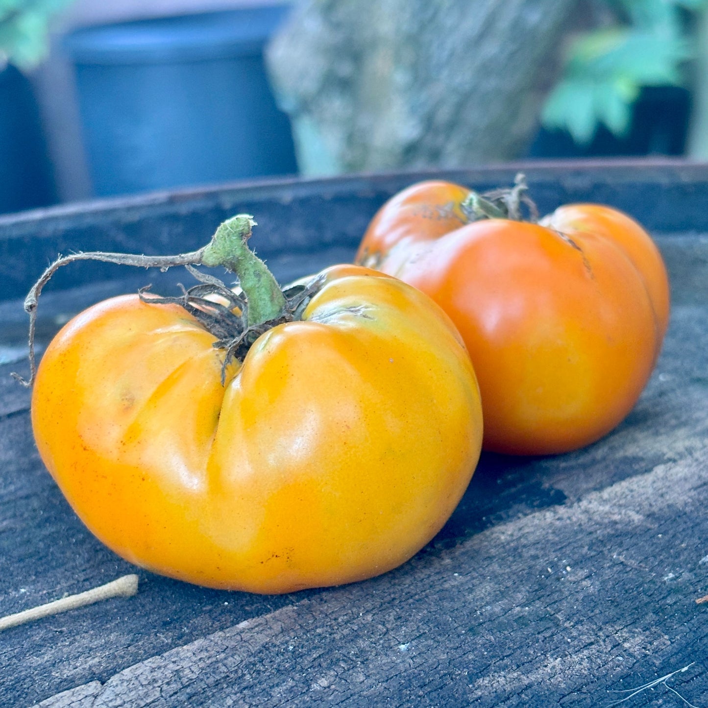 Arkansas Marvel Tomato Seeds