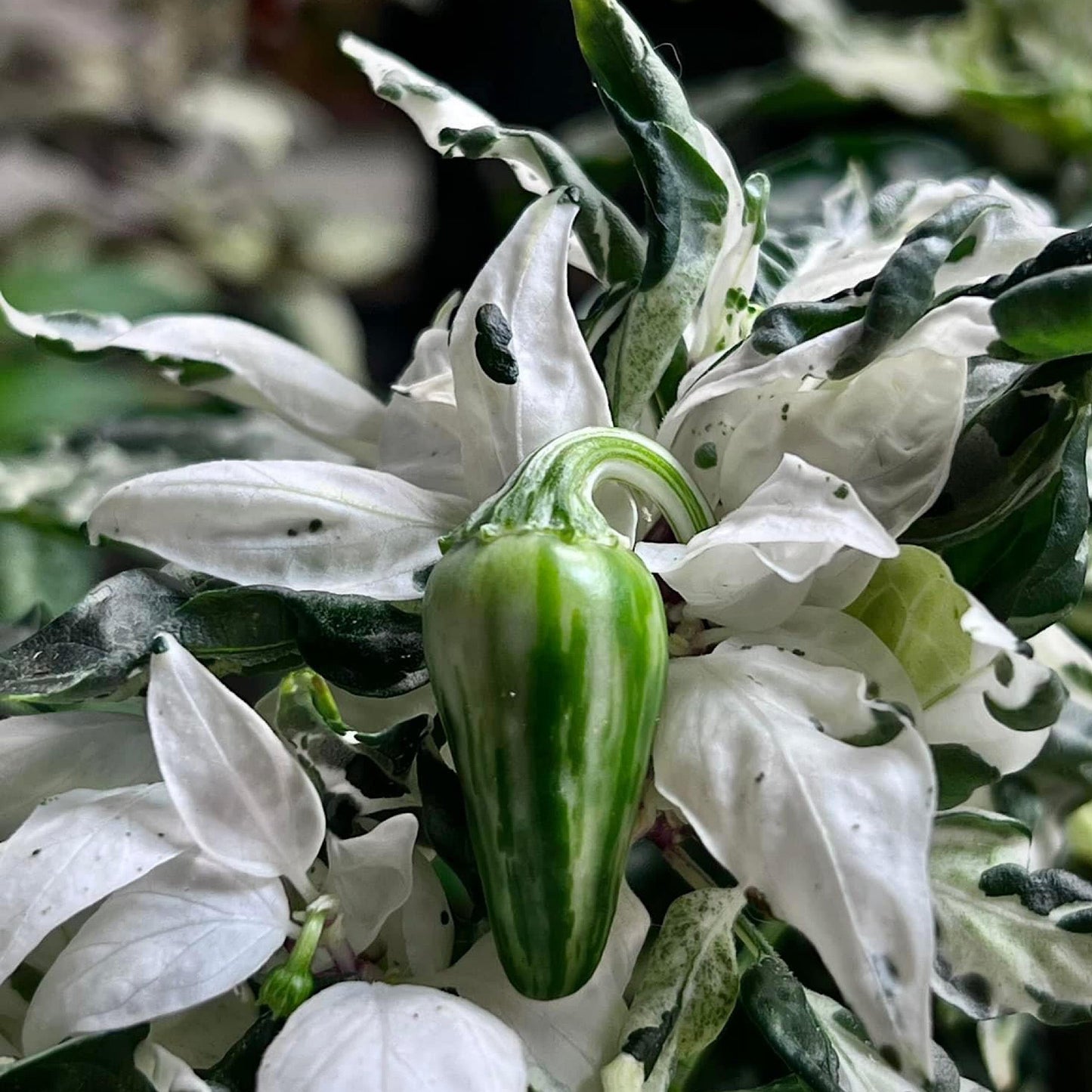 MATTAPEÑO PEPPER SEEDS