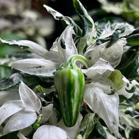 MATTAPEÑO PEPPER SEEDS