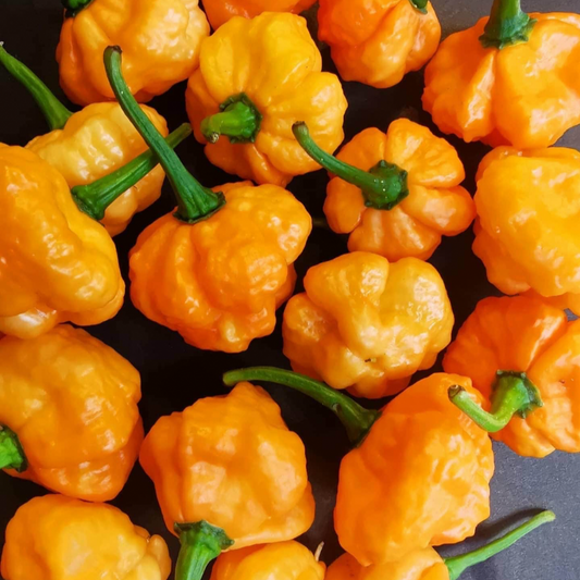 KHANG STARR PEACH STARRKIST PEPPER SEEDS