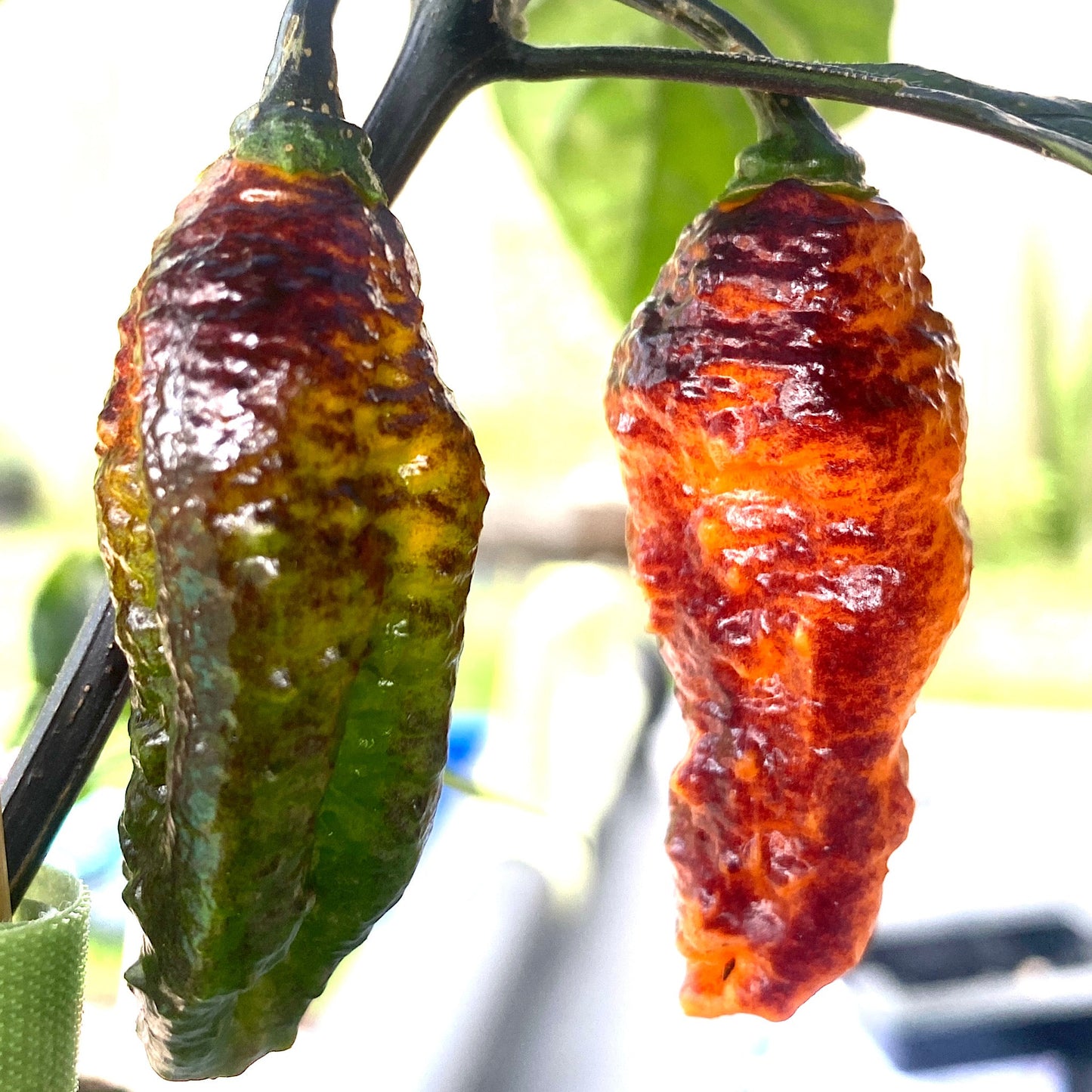 HALLOWS EVE PEPPER SEEDS