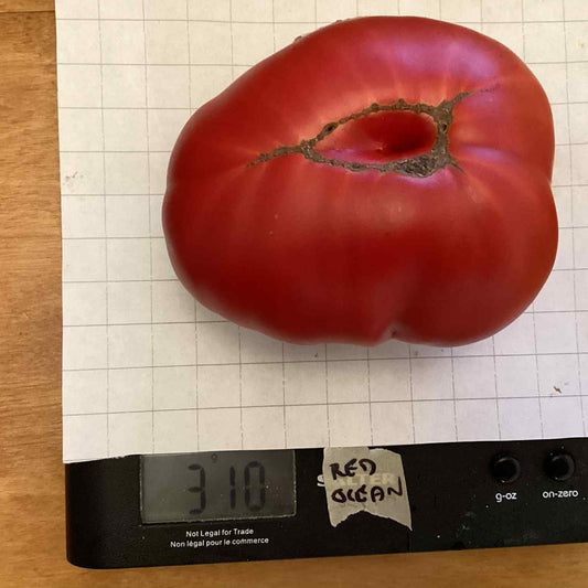 Red Ocean Tomato Seeds