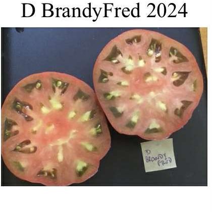 BrandyFred Dwarf Tomato Seeds
