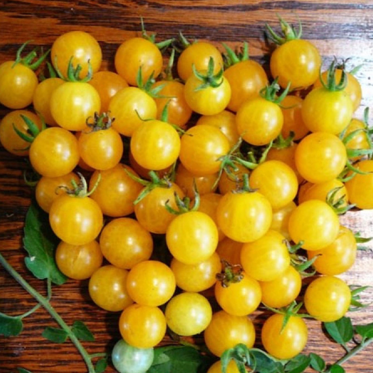 FLORIDA WHITE EVERGLADES TOMATO SEEDS