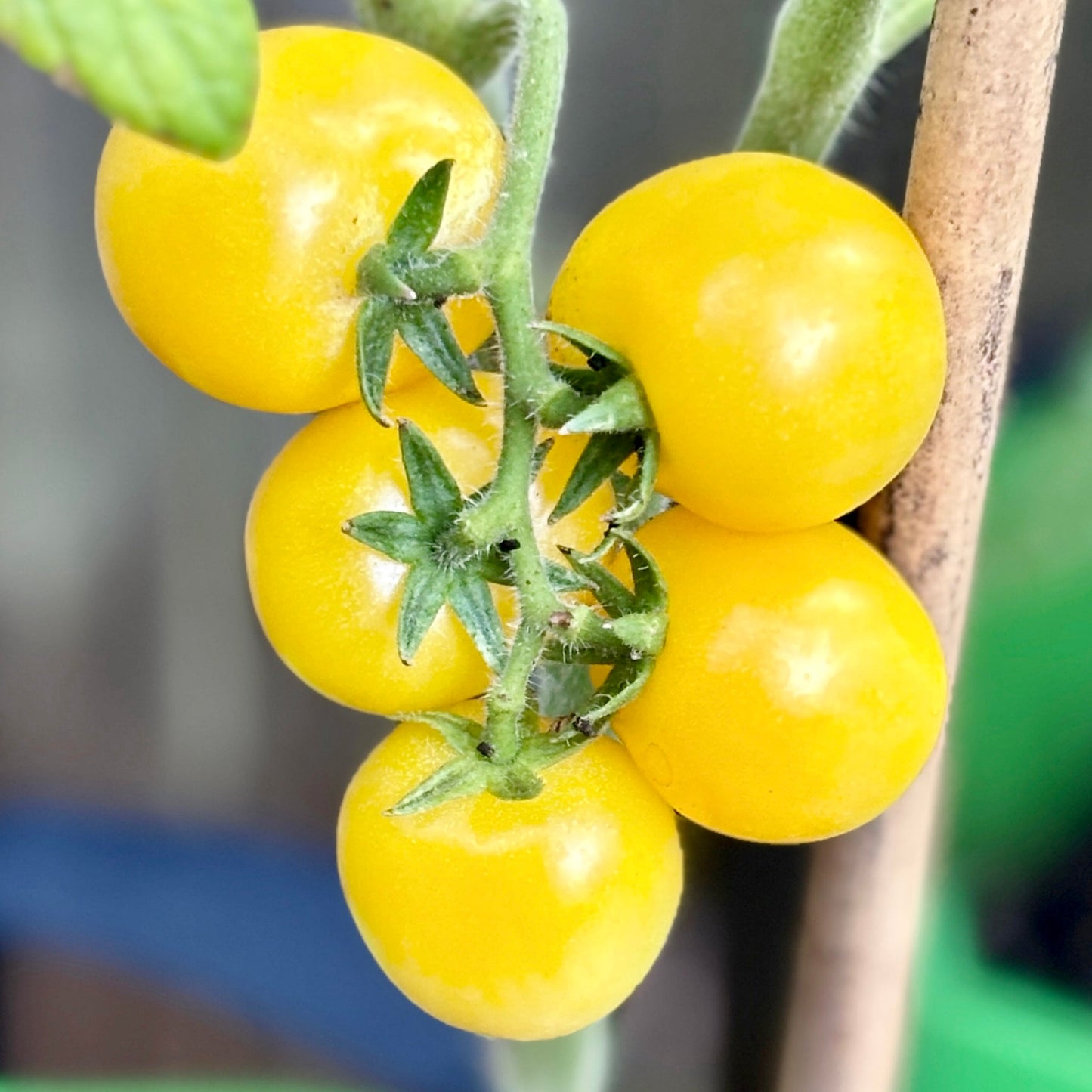 DESERT STAR DWARF TOMATO SEEDS