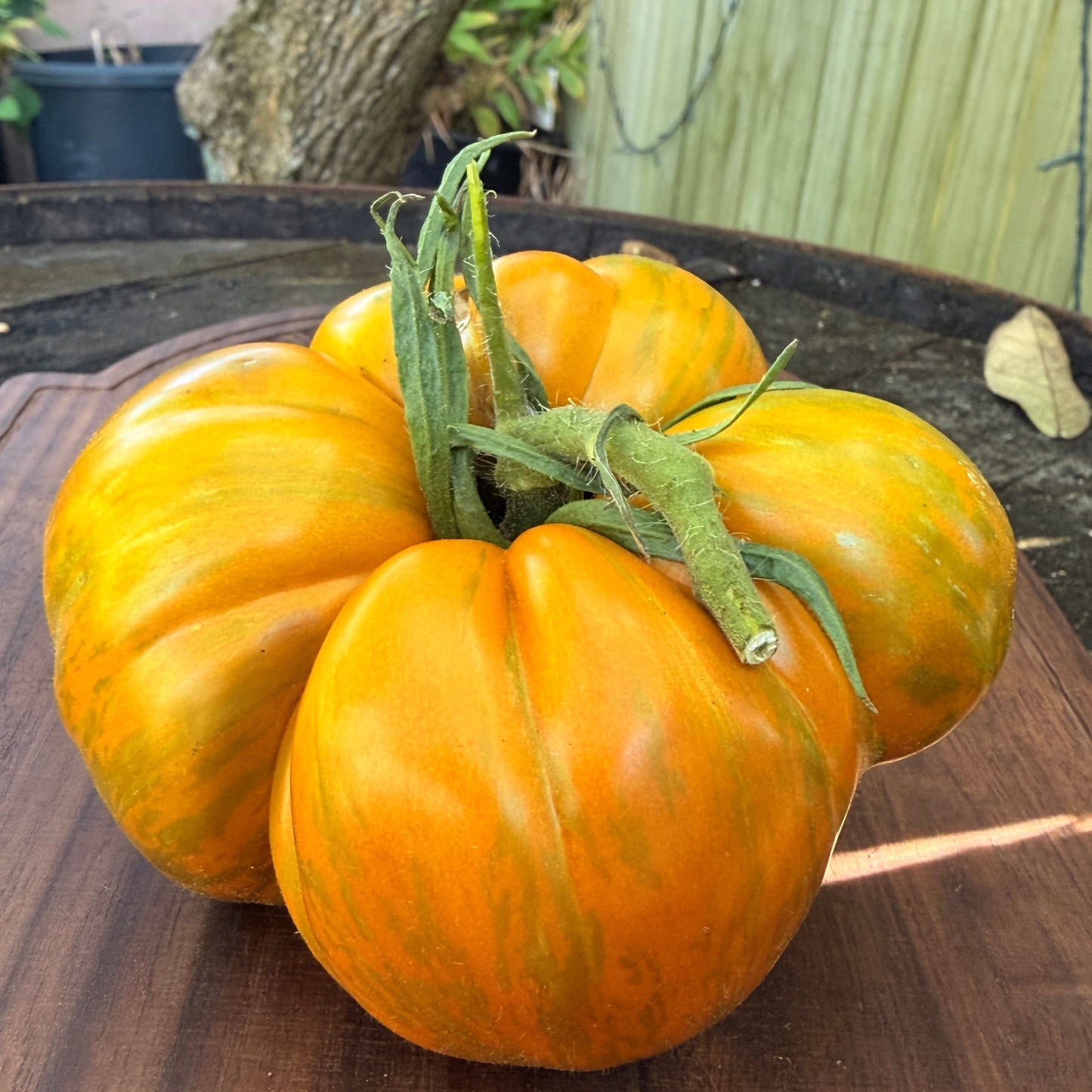 KOZULA 83 TOMATO SEEDS