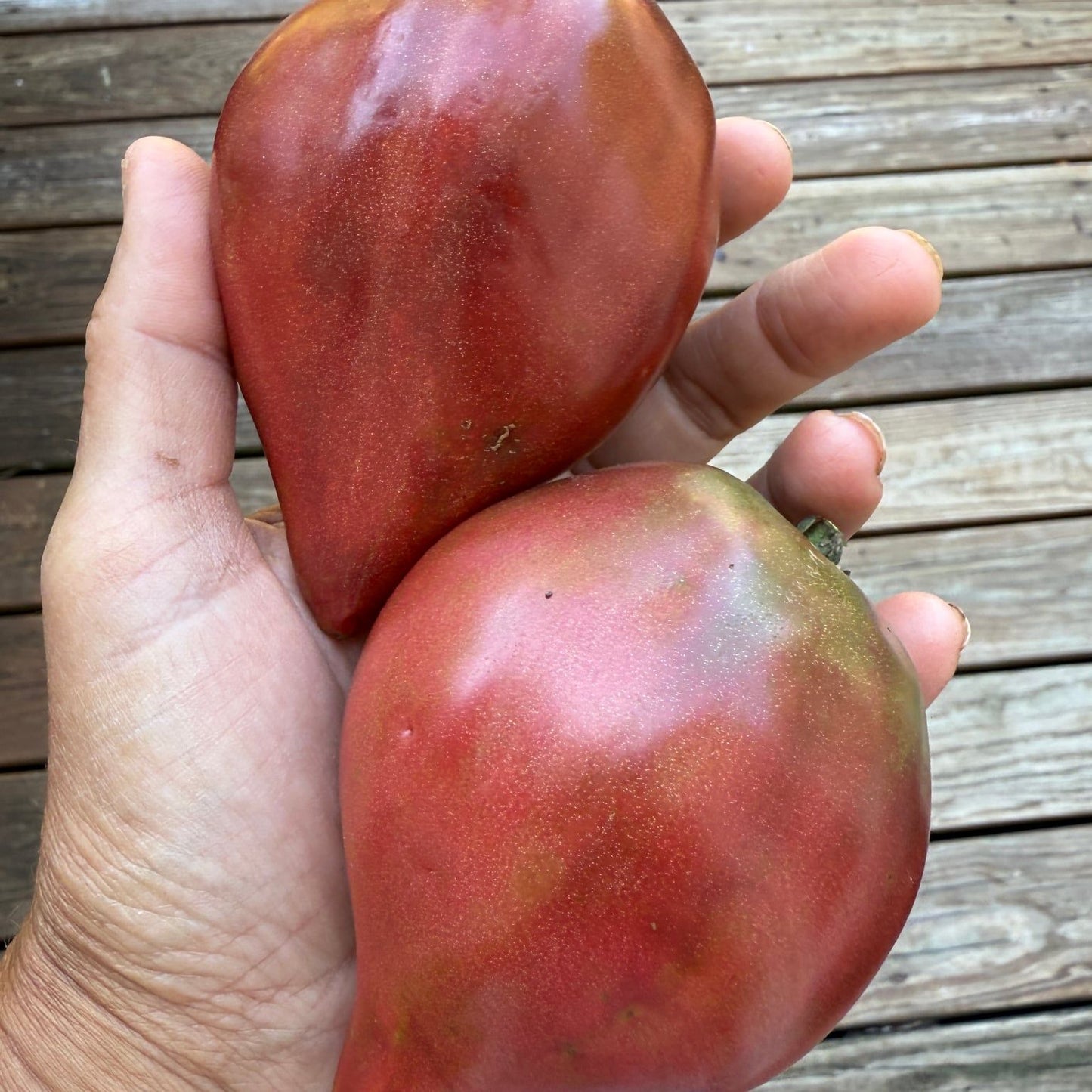 SPARKLING PURPLE LIGHT (F7) TOMATO SEEDS