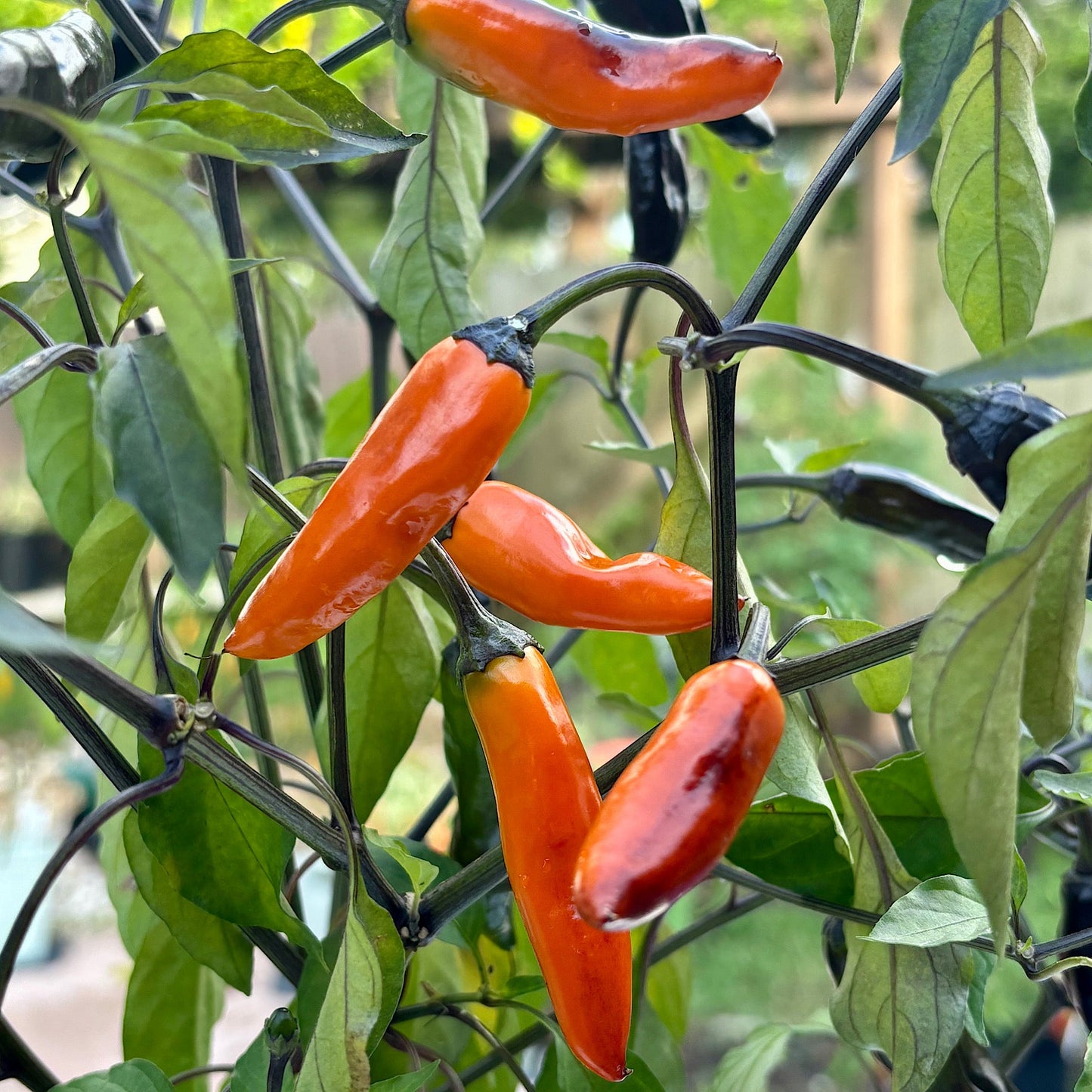 HALLOWEEN THAI PEPPER SEEDD