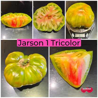 JARSON 1 TRICOLOR TOMATO SEEDS