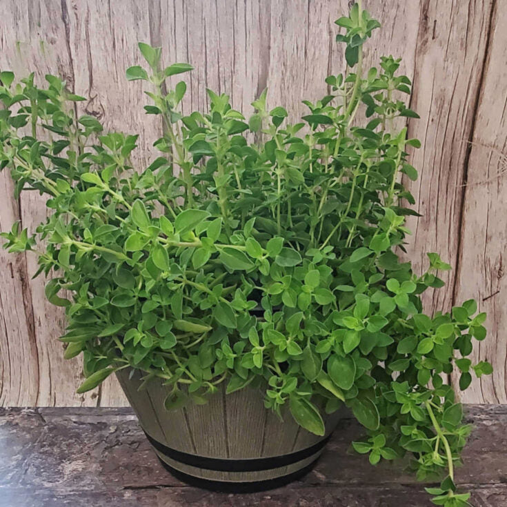 ITALIAN OREGANO HERB SEEDS