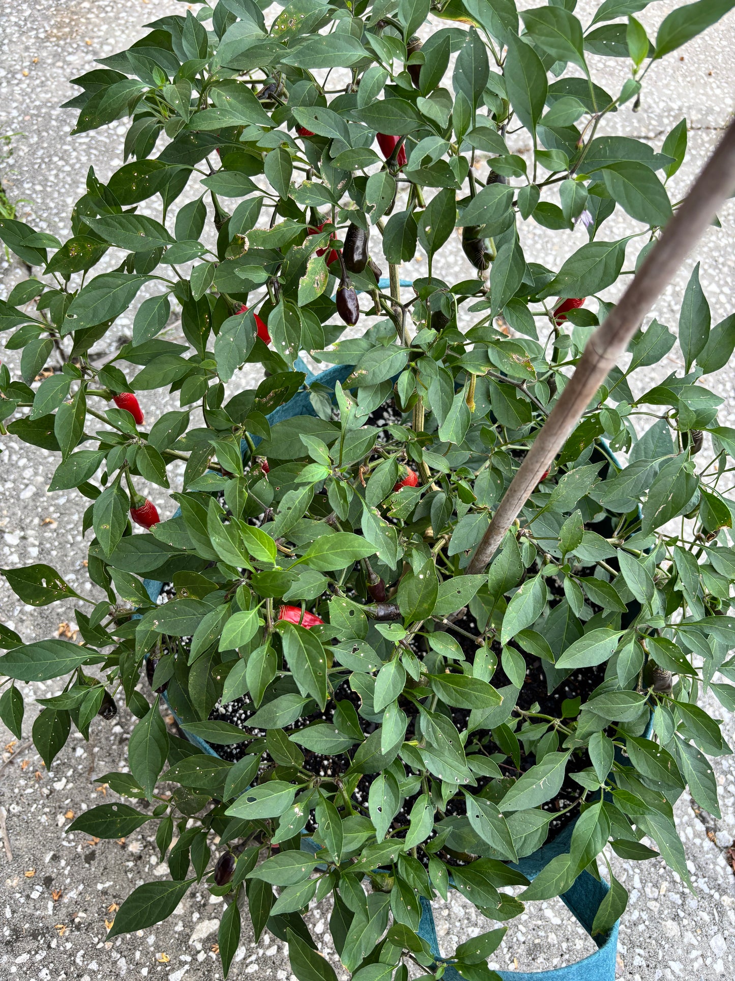 FAT BOTTOM BETTY JALAPENO