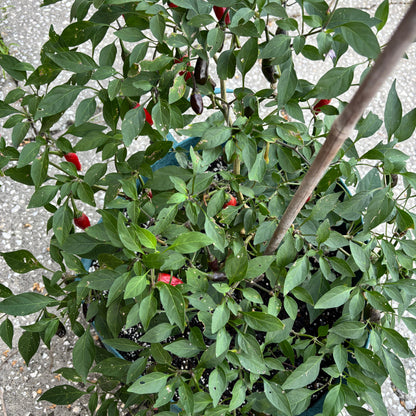 FAT BOTTOM BETTY JALAPENO