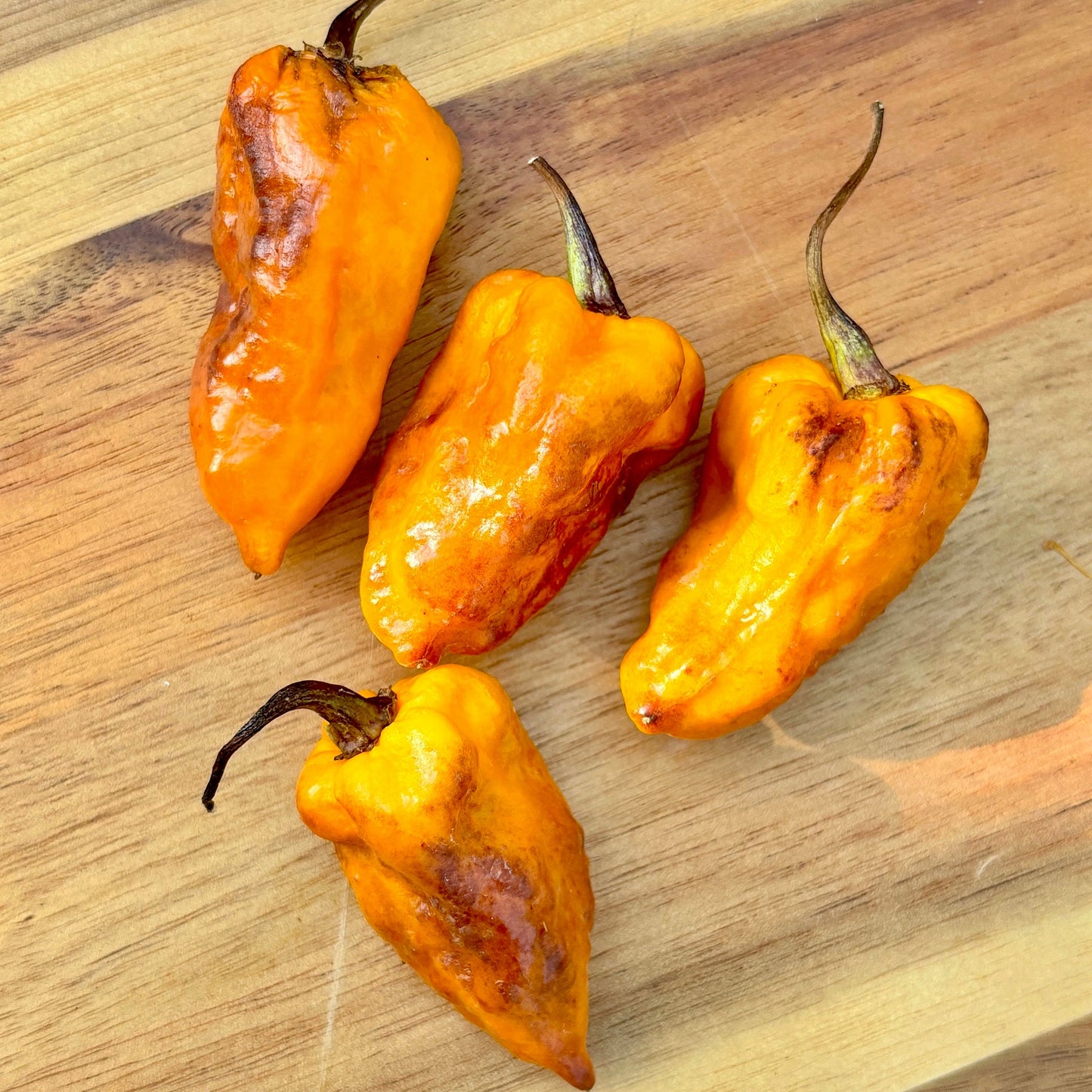 PIMENTA HABANERO PEPPER SEEDS
