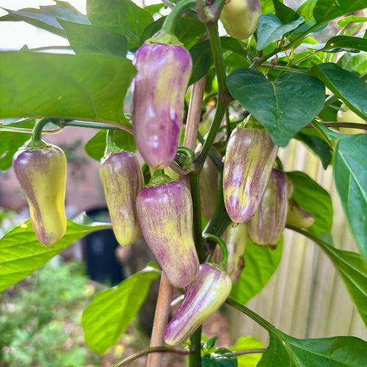 ROB’S RAD JALAPEÑO