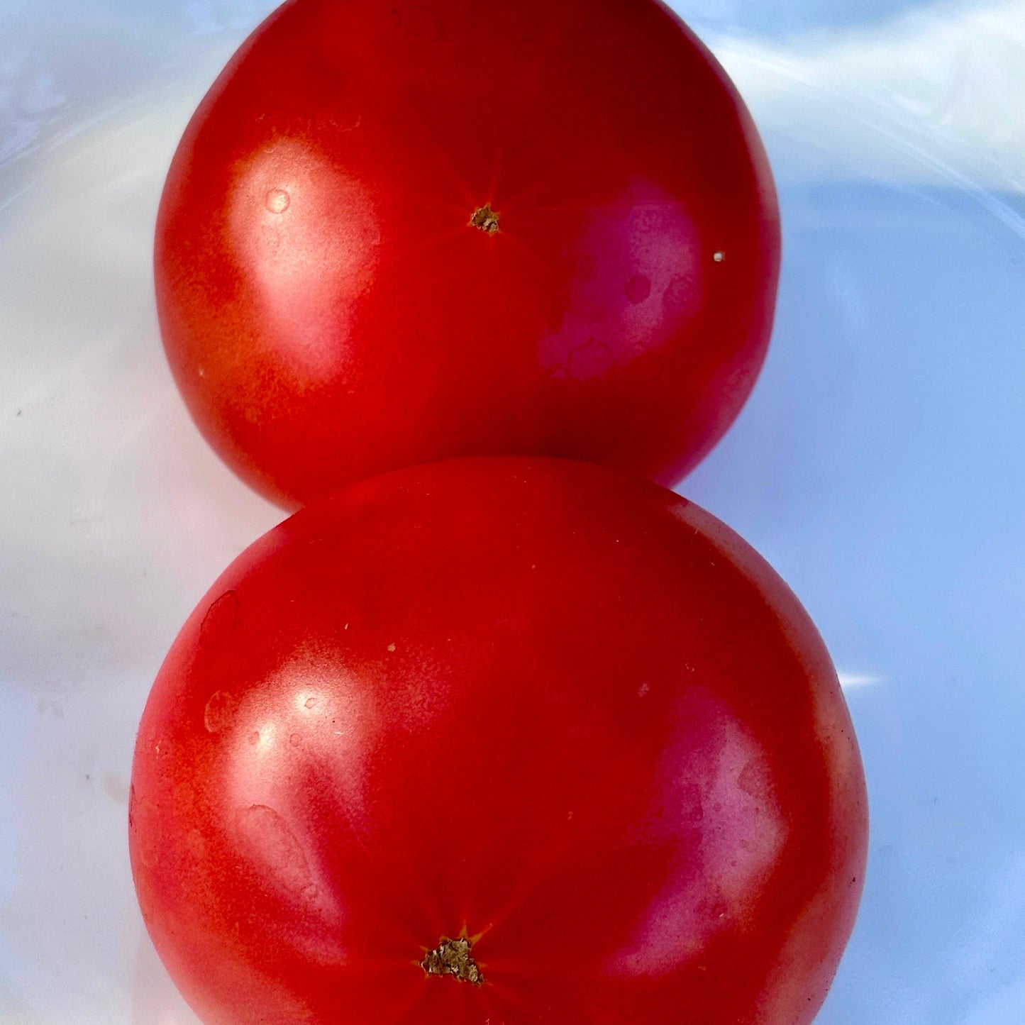 DEAN HALEY’S RAINBOW DWARF TOMATO SEEDS