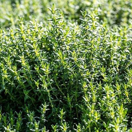 HERB CULINARY COLLECTION OF 10 VARIETIES