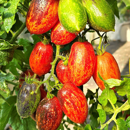 SHADOW BOXING DWARF TOMATO SEEDS