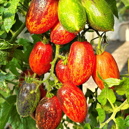SHADOW BOXING DWARF TOMATO SEEDS