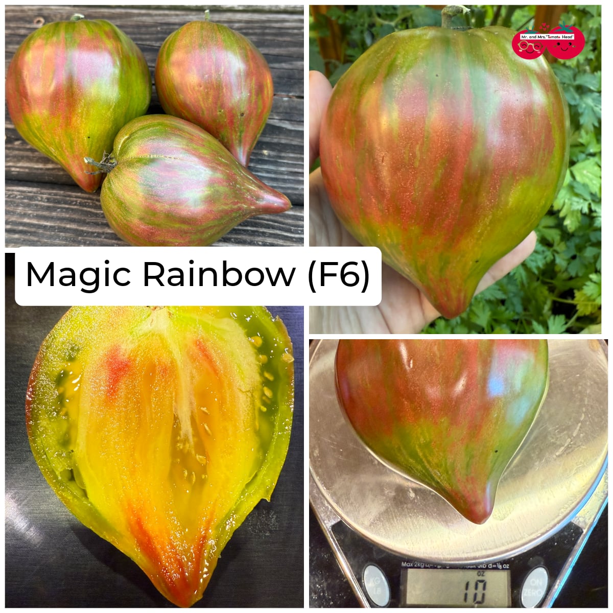 MAGIC RAINBOW TOMATO SEEDS