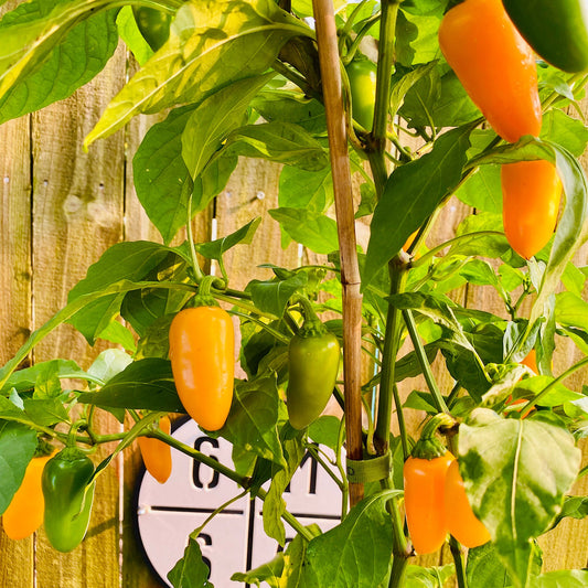 PUMPKIN SPICE JALAPENO PEPPER SEEDS