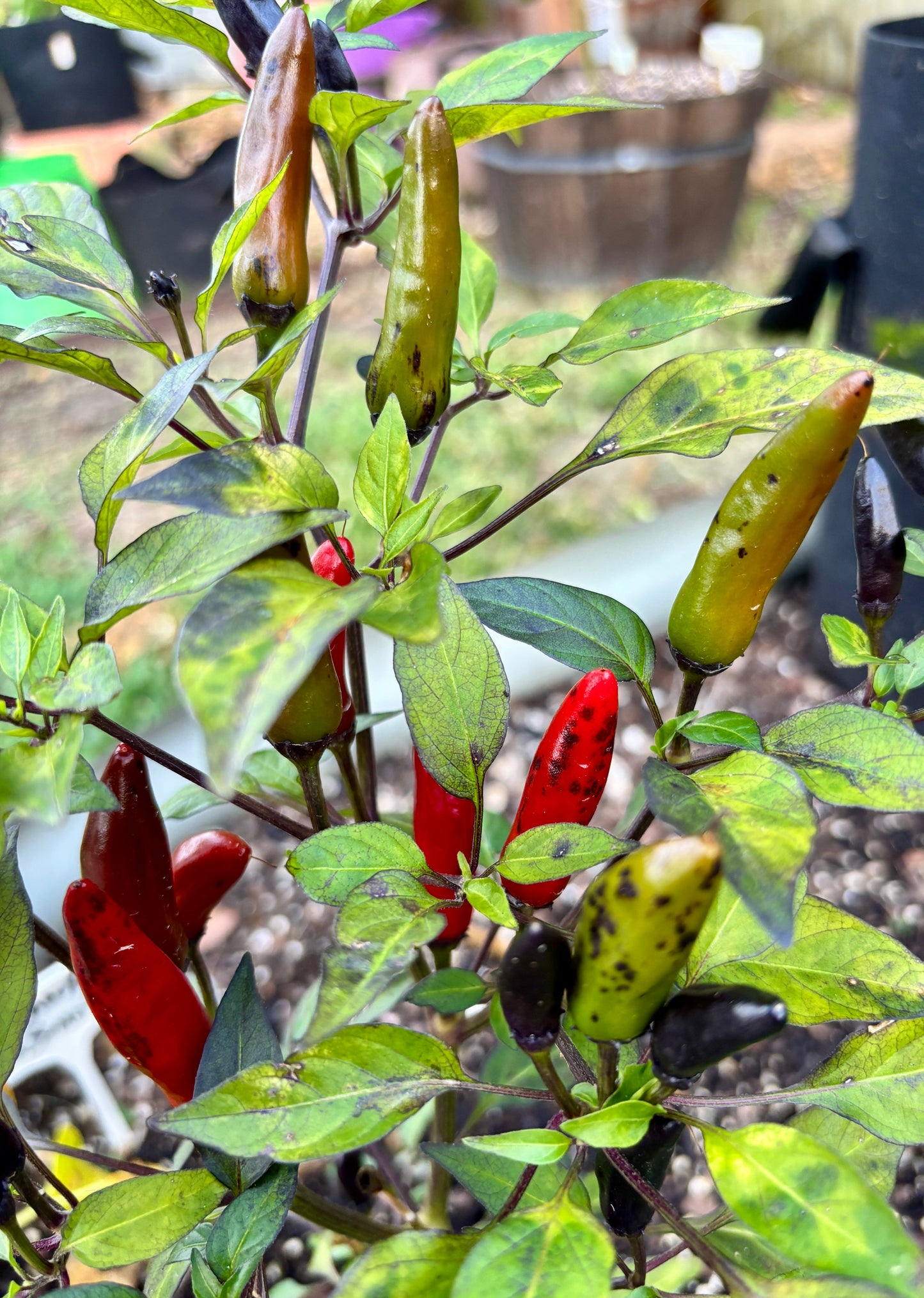 MUTANT DRACULA PEPPER SEEDS