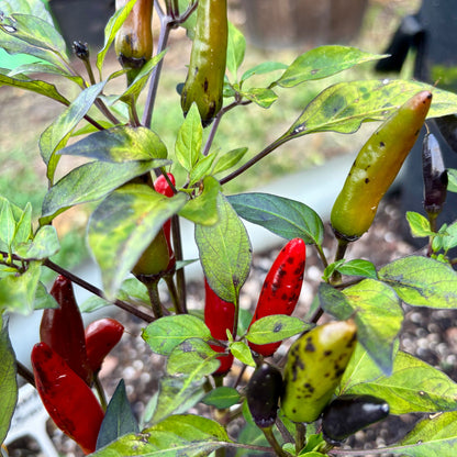 MUTANT DRACULA PEPPER SEEDS