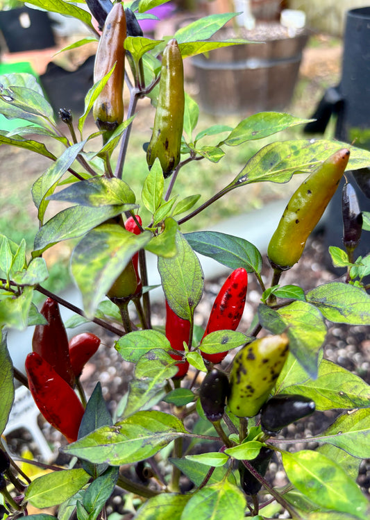 MUTANT DRACULA PEPPER SEEDS